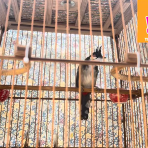 Thay lông cho chiến binh Nông Dân