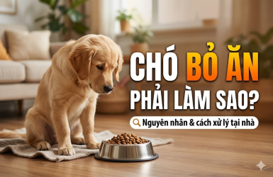 Chó bỏ ăn phải làm sao? Nguyên nhân & cách xử lý tại nhà