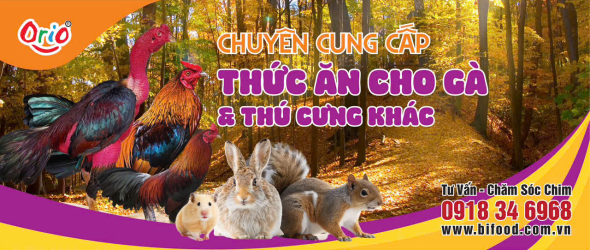 Thức ăn cho Gà - thú cưng khác