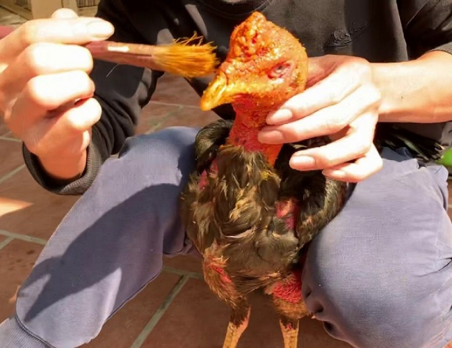 Nghệ tươi bóp cho Gà Đá có tốt không