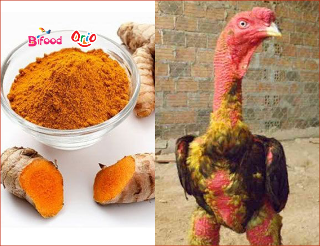 Bóp nghệ tươi cho Gà Đá