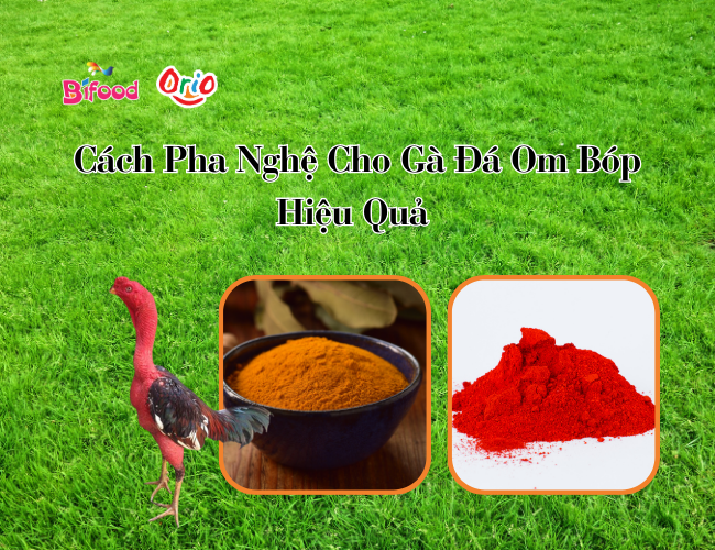 Cách Pha Nghệ Cho Gà Đá