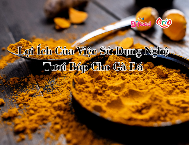 nghệ tươi bóp cho Gà Đá