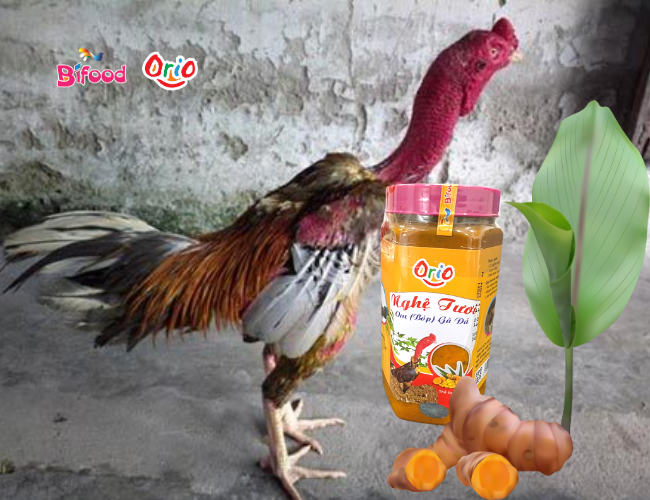 nghệ tươi bóp cho Gà Đá