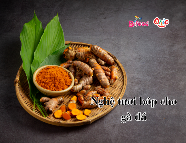 Nghệ tươi bóp cho gà đá